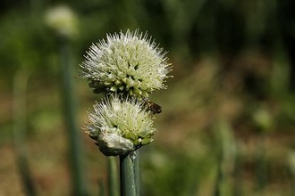 白虎妞高清图片