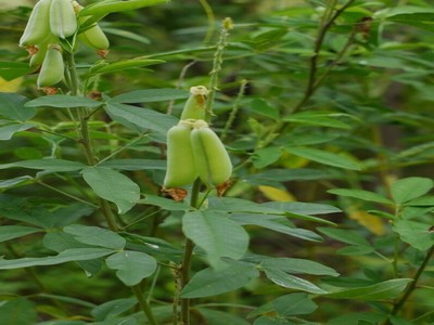 茎杆茎头图片